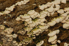 Trichaptum abietinum