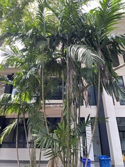 Areca triandra