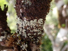 Menegazzia subsimilis