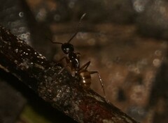 Camponotus atriceps