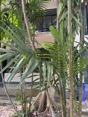 Areca triandra