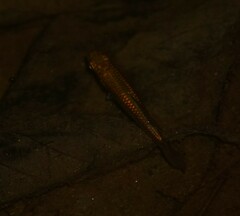 Poeciliidae