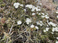 Delosperma litorale