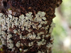 Menegazzia subsimilis