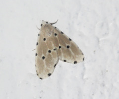 Metaemene satellita