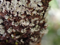 Menegazzia subsimilis