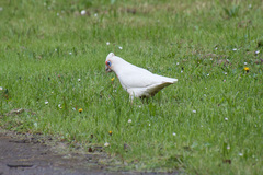 Cacatua tenuirostris