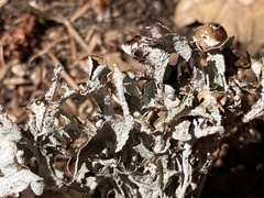 Tuckermanopsis orbata