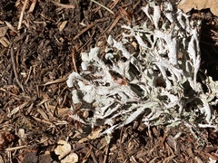 Tuckermanopsis orbata