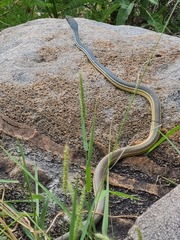Masticophis bilineatus