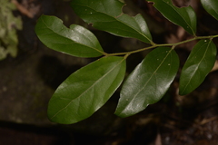 Cryptocarya triplinervis