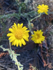 Chrysopsis gossypina