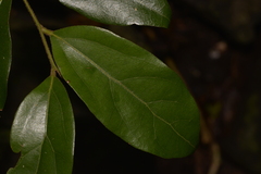 Cryptocarya triplinervis