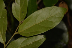 Cryptocarya triplinervis