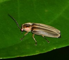 Lampyrinae