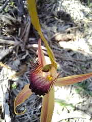 Caladenia pectinata
