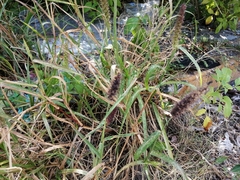 Cenchrus echinatus
