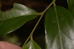 Cryptocarya triplinervis