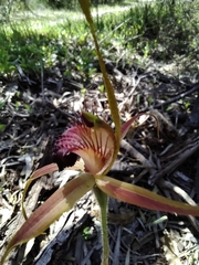 Caladenia pectinata