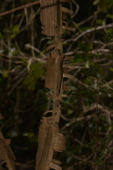 Mezoneuron brachycarpum