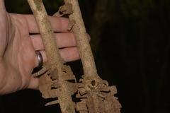 Mezoneuron brachycarpum