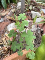 Oxalis californica
