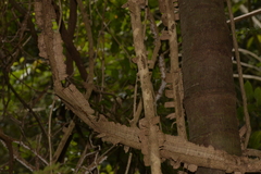 Mezoneuron brachycarpum