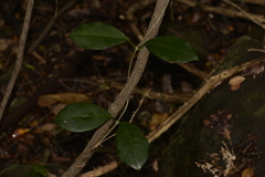 Hoya australis australis