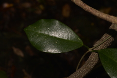 Hoya australis australis