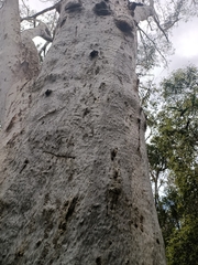 Eucalyptus racemosa
