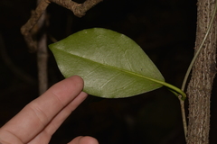 Hoya australis australis