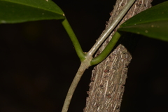 Hoya australis australis
