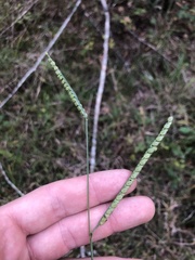 Paspalum floridanum