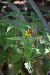 Sclerocarpus uniserialis