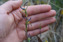 Lyperanthus suaveolens