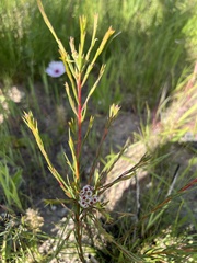 Diosma hirsuta