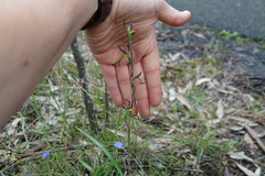 Lyperanthus suaveolens