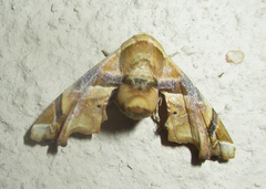 Eutelia callichroma