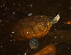 Kinosternon leucostomum