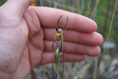 Lyperanthus suaveolens