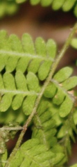Athyriaceae