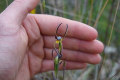 Lyperanthus suaveolens