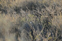 Polioptila