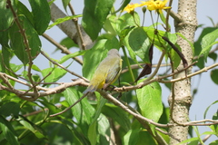 Euphonia