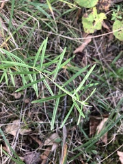 Asclepias verticillata