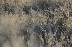 Polioptila