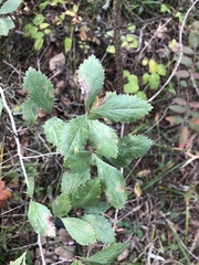 Crataegus uniflora