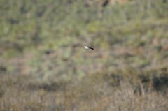 Polioptila