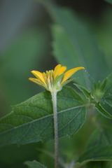 Sclerocarpus uniserialis