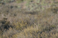 Polioptila